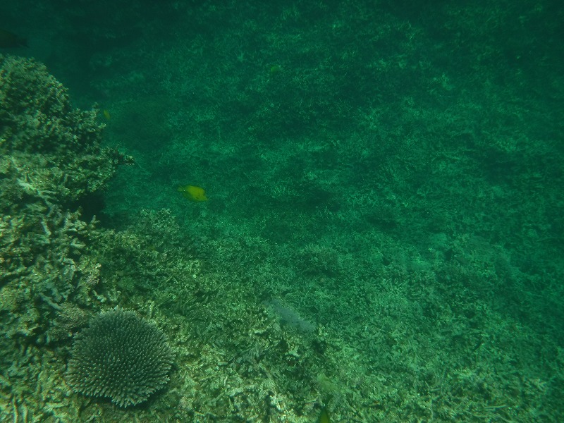 石垣島マンタシュノーケルおすすめショップ｜ソライロ・マリンでサンゴ礁シュノーケリングツアー3