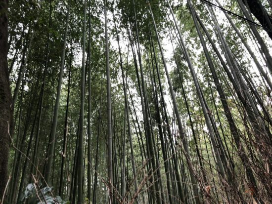 11月の京都嵐山_竹林の道1