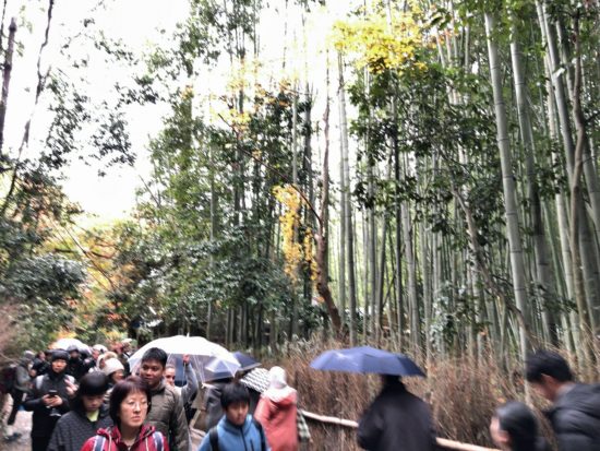 11月の京都嵐山_竹林の道2