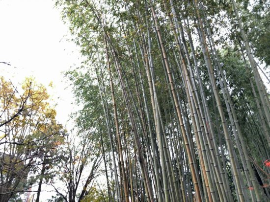 11月の京都嵐山_竹林の道3