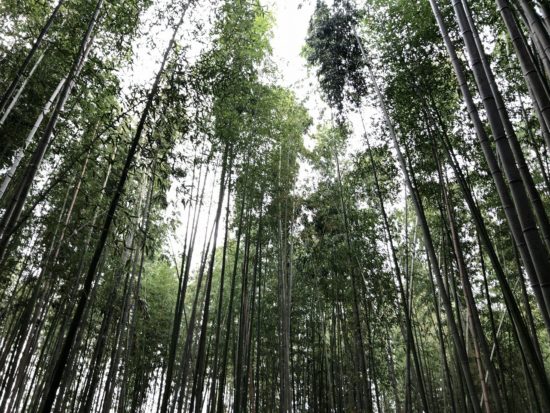 11月の京都嵐山_竹林の道4