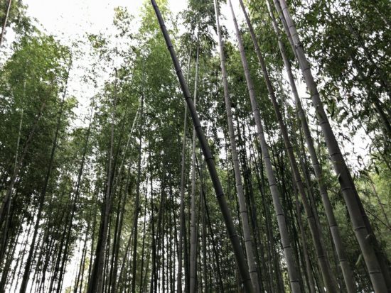 11月の京都嵐山_竹林の道5