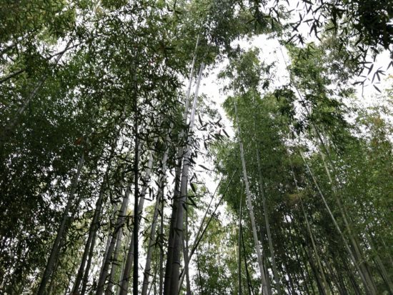 11月の京都嵐山_竹林の道6