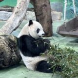 【2025台北夫婦たび2日目②】台北市立動物園のパンダ観覧ガイド＆疲れた足を救う絶品台湾マッサージ体験記