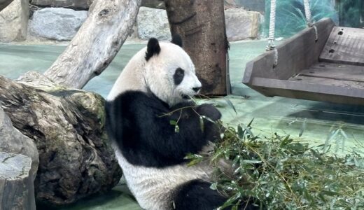 【2026台北夫婦たび2日目②】台北市立動物園のパンダ観覧ガイド＆疲れた足を救う絶品台湾マッサージ体験記