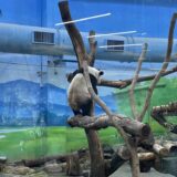 【2025台湾夫婦たび】美食と開運、パンダもランタンも士林夜市も！夫婦で体感した物語