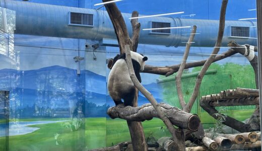 【2025台湾夫婦たび】パンダ観るなら絶対台北！美食、開運、ランタン、夜市の素敵体験