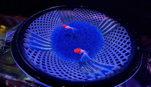 【台湾7日目】良友での天然石選び、海南飯店のチキンライス、鼎泰豊ディナー、101タワー展望台へ